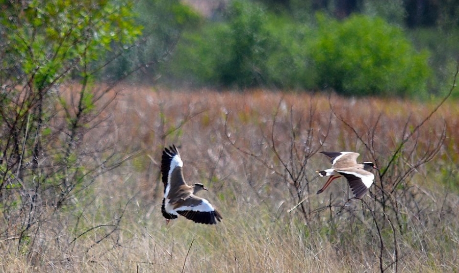 Commercial Property for Sale in La Camargue Private Country Estate North West